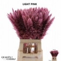CORTA Fluffy Pampas 10pc/bunch Pink -...