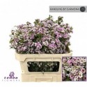 wax Giselle - Temba Flowers