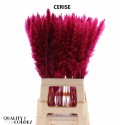 CORTA Fluffy Pampas 10pc/bunch Cerise -...