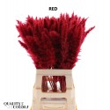 CORTA Fluffy Pampas 10pc/bunch Red -...