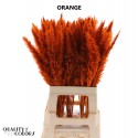 CORTA Fluffy Pampas 10pc/bunch Orange -...