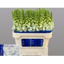 muflier Antibes blanc - Hkw. R. Beentjes