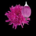 CHR G ANTONOV CERISE - .
