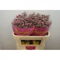 Lim Sin Anoushka Diamond - Bondia Flowers MKS