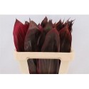 Cordyline Red Leaf 65cm - Green Flor BV