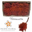 Pepper Terracotta - Pacific Floral BV