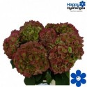 hortensia Verena pink classic red/vert 65...