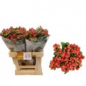 hypericum MAG TRIUMPH - Charming Blooms