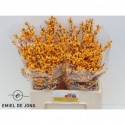 Ilex Golden Verboom - Emiel de Jong