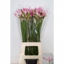 NERINE Carnaval - Kw Tunezo-Fa A.W. Jansen