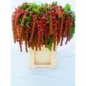 Amaranthus caudatus Coral Fountain - A.P....