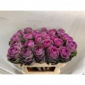 choux Condor Red 70cm30stuks - Diunt Flowers