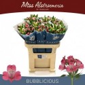 Alstroemeria Bubblicious 45 gram - Miss...