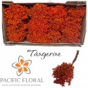Pepper berries Tangerine - Pacific Floral BV