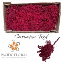 Pepper Carnation Red - Pacific Floral BV