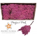 Pepper Perfect Pink - Pacific Floral BV