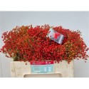ROSA F AUTUMN SPLASH EX - .