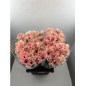 Germini Pastini Rose - Midi
