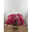 Germini pastini Fuschia - Midi