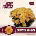 deco PASTELA SALMON Bedrukt - Voort Flowers
