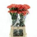 œillet gros Hermes Orange - Bellas Flores