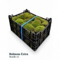MOUSSE Bolmoss Extra Bundle x2 - Green...