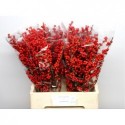 Ilex rode bes 60 cm - A.P. van der Hoek