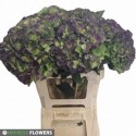 hortensia Verena classic groen paars 60cm...