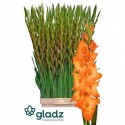 glaieul GR LIVE OAK - GLADZ - DE RIDDER