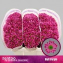 santini BLUFF PURPLE - Zentoo