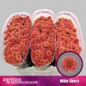 santini MILLER CHERRY - Zentoo