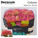 Celosia Reprise Rose - Bos Bloemen