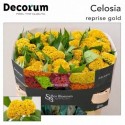 Celosia Reprise Gold - Bos Bloemen