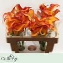 calla MORNING SUN - Callergo