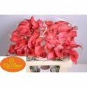 calla Claudia 55 - Clefleur