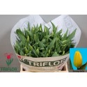 tulipe STRONG GOLD - Triflor