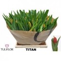 TU Titan - Tuliflor