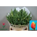 tulipe DENMARK - Triflor
