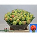 tulipe ICOON - Borst bl.b. (Decorum)