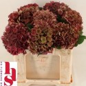 hortensia. Mon Amour Classic rouge L5 -...