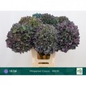 hortensia Pimpernel Classic - 65CM -...