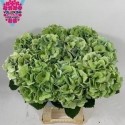 hortensia M ROY SURPRI CL - Vollering...