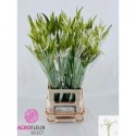 Nerine like a virgin l 80 - Agro Fleur Select