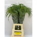 Panicum Nieuwe oogst - Kali Westland