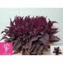 Amaranthus Velvet - Gebr. Reeuwijk