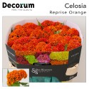 Celosia Reprise Orange - Bos Bloemen