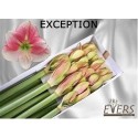 AMARYLLIS EXCEPTION - .