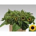 Helianthus Sunrich Orange 60 cm - Hospers...