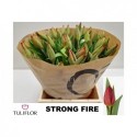 TU Strong Fire - Tuliflor