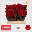 R GR TACAZZI+ - Timaflor / Fresco